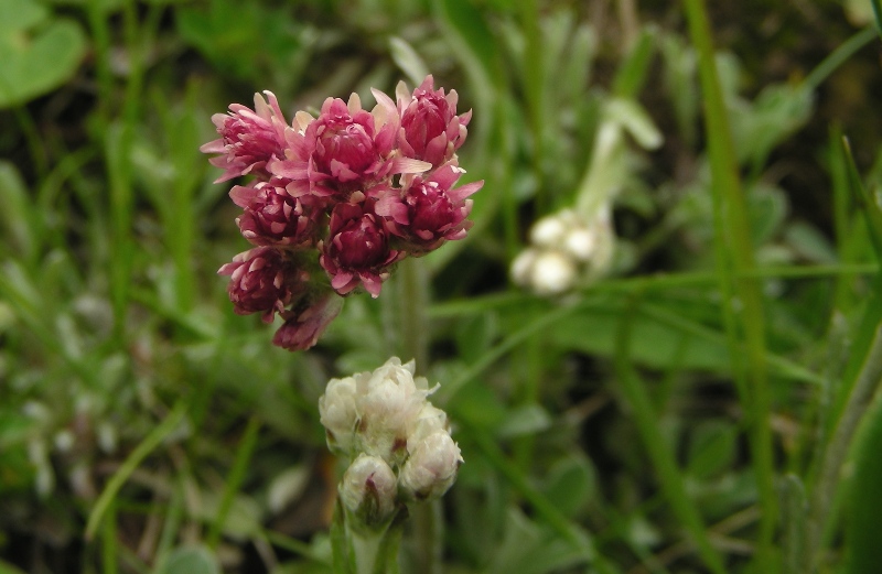 Antennaria dioica